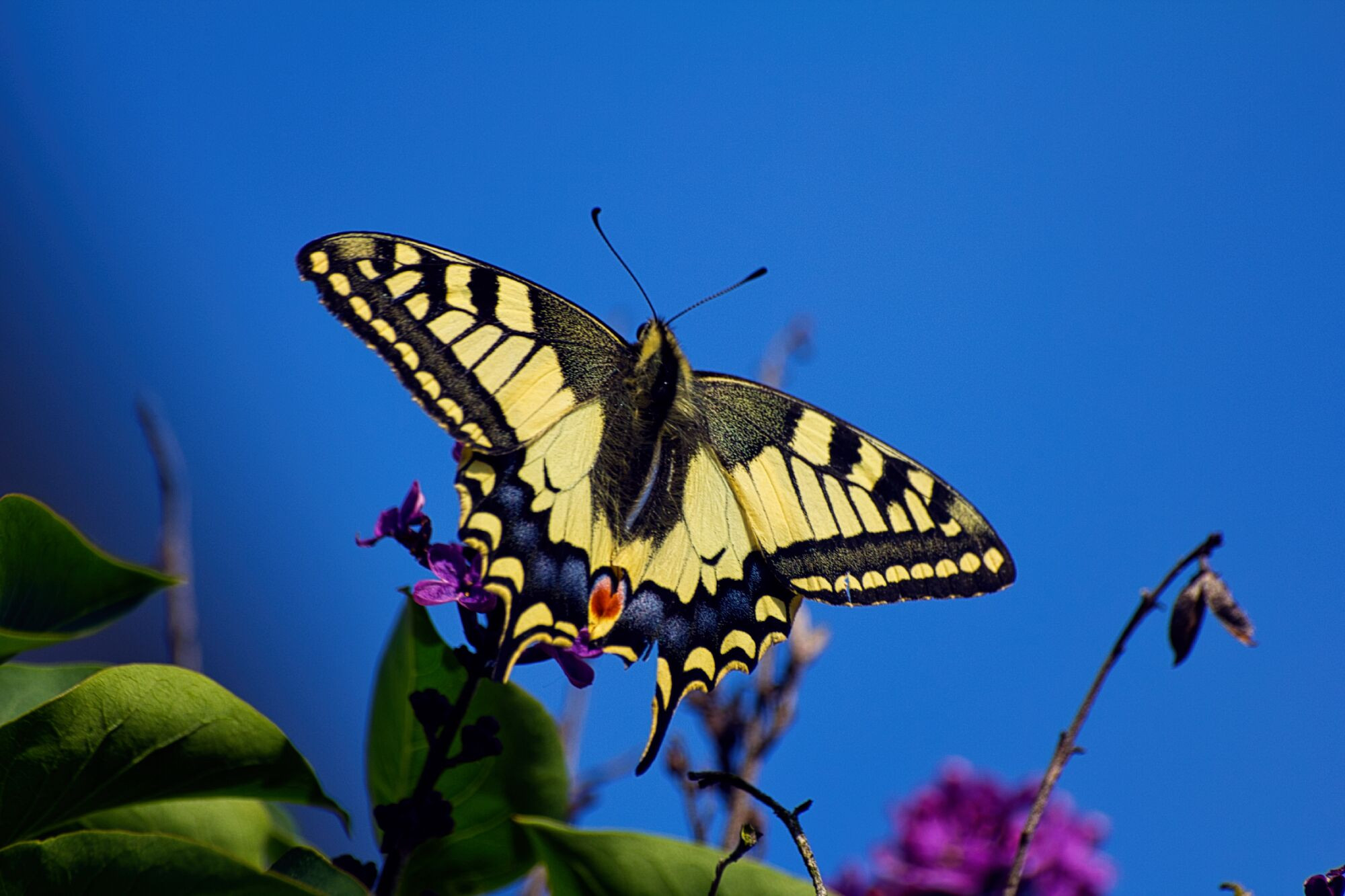 eos-60d-img-1535.jpg